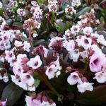 Bergenia DRAGONFLY  'Angel Kiss' - 