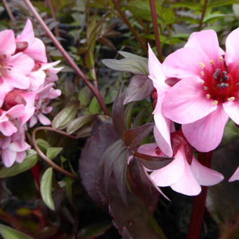 Bergenia DRAGONFLY 'Sakura'