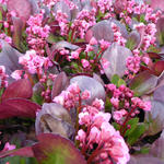 Bergenia 'Flirt' - Bergenia 'Flirt'