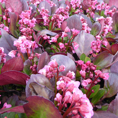 Bergenia 'Flirt'