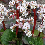 Bergenia 'Jelle' - Bergenia 'Jelle'