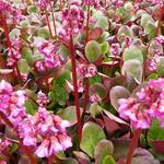 Bergenia 'Ouverture' - Bergenia 'Ouverture'