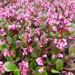 Bergenia 'Rosi Klose'