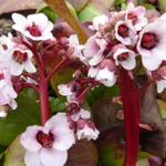 Bergenia 'Silberlicht' - 