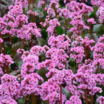 Bergenia 'Spring Fling' - 