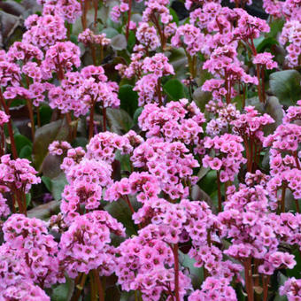 Bergenia 'Spring Fling'