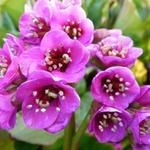 Bergenia cordifolia 'Vinterglöd' - 