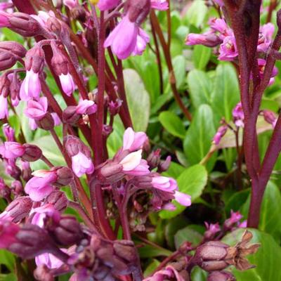 Bergenia 'Wintermärchen'