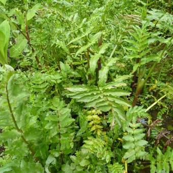 Berula erecta