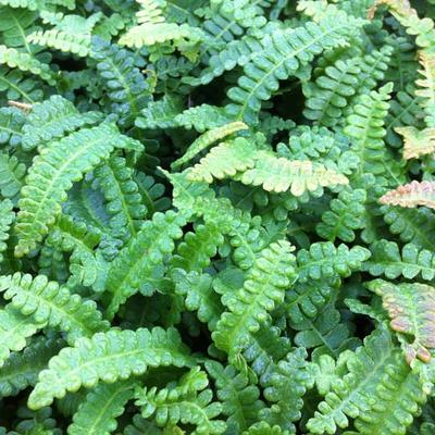 Blechnum penna-marina - Austroblechnum microphyllum