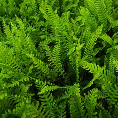 Blechnum spicant - Rippenfarn