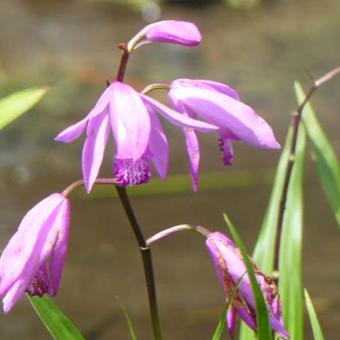 Bletilla striata