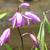 Bletilla striata