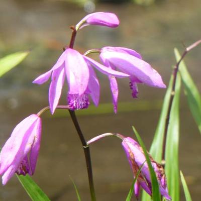 Bletilla striata - Gestreifte Chinaorchidee