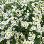 Boltonia asteroides 'Snowbank' - Boltonia asteroides 'Snowbank'