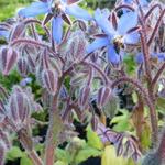 Borago officinalis - Bourrache officinale