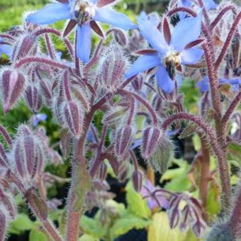 Borago officinalis