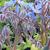 Borago officinalis