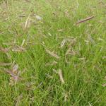 PEIGNE GAZON, HERBE À MOUSTIQUES - Bouteloua gracilis