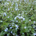 Brunnera macrophylla 'Alexander's Great' - Brunnera macrophylla 'Alexander's Great'