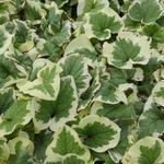 Brunnera macrophylla 'Dawson's White' - 