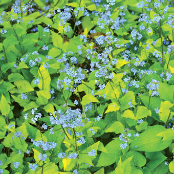 Brunnera macrophylla 'Diane's Gold'