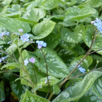 Brunnera macrophylla 'Emerald Mist'