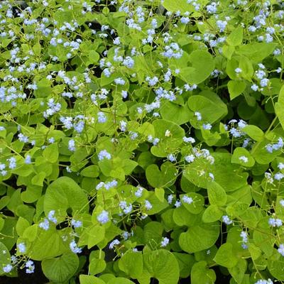 Brunnera macrophylla 'Green Gold' - 