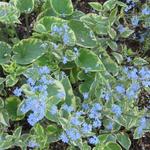 Brunnera macrophylla 'Hadspen Cream'