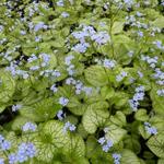 Brunnera macrophylla 'Jack Frost' - 