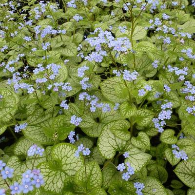 Brunnera macrophylla 'Jack Frost' - Brunnera macrophylla 'Jack Frost'