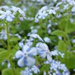 Brunnera macrophylla 'Jennifer' - 