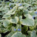 Brunnera macrophylla 'King's Ransom' - 