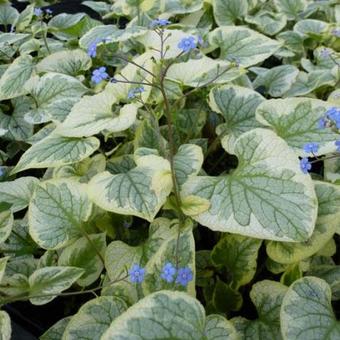 Brunnera macrophylla 'King's Ransom'