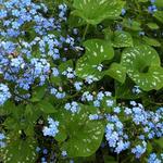 Brunnera macrophylla 'Langtrees' - Brunnera macrophylla 'Langtrees'