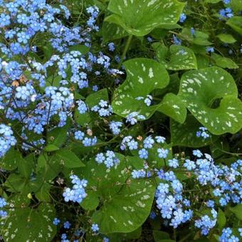 Brunnera macrophylla 'Langtrees'