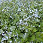 Brunnera macrophylla 'Little Jack' - 