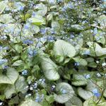 Brunnera macrophylla 'Looking Glass' - 