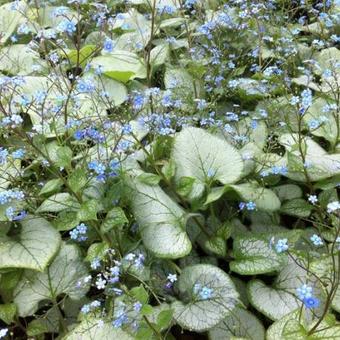 Brunnera macrophylla 'Looking Glass'