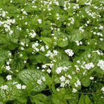 Brunnera macrophylla 'Mr. Morse' - Brunnera macrophylla 'Mr. Morse'