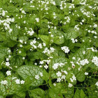 Brunnera macrophylla 'Mr. Morse'