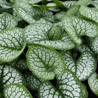 Brunnera macrophylla 'Sea Heart'