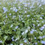 Brunnera macrophylla 'Silver Heart' - Brunnera macrophylla 'Silver Heart'