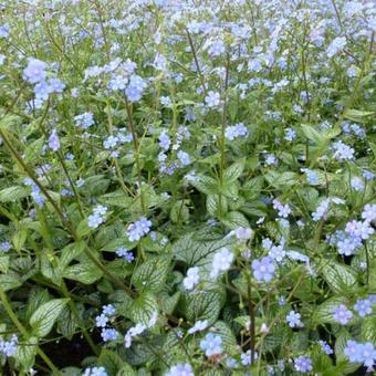 Brunnera macrophylla 'Silver Heart'