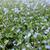 Brunnera macrophylla 'Silver Heart'