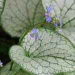 Brunnera macrophylla 'Silver Spear' - 