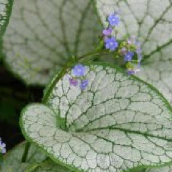 Brunnera macrophylla 'Silver Spear'