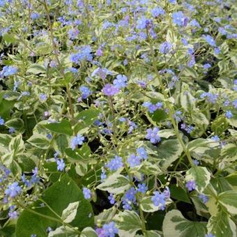 Brunnera macrophylla  'Variegata'