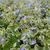 Brunnera macrophylla  'Variegata'