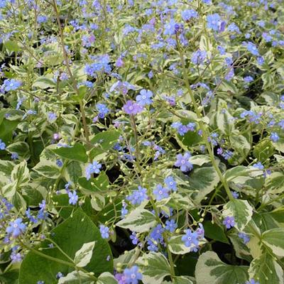 Brunnera macrophylla  'Variegata' - Brunnera macrophylla 'Variegata'